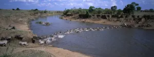 Chris Knights: Blue WILDEBEEST / Brindled Gnu and Zebra (Equus