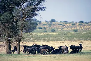 Acacias: Blue wildebeest / Common wildebeest / Brindled