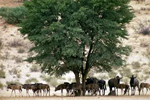 Acacias: Blue wildebeest / Common wildebeest / Brindled