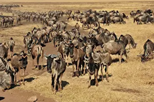 Gnus: Blue Wildebeest / Common Wildebeest / White-bearded
