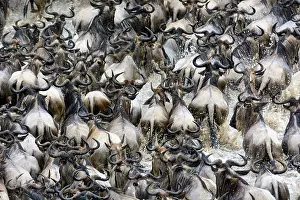 Multitudes: Blue wildebeest or common wildebeest, white-bearded