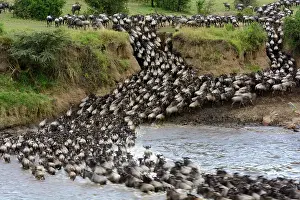 Migrations: Blue wildebeest or common wildebeest, white-bearded