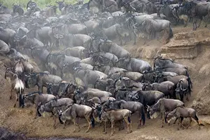 Conformity: Blue Wildebeest (Connochaetes taurinus)