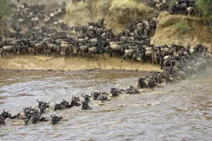 Florissa: Blue Wildebeest (Connochaetes taurinus)
