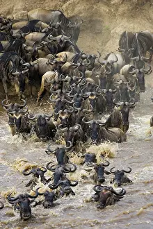 Florissa: Blue Wildebeest (Connochaetes taurinus)