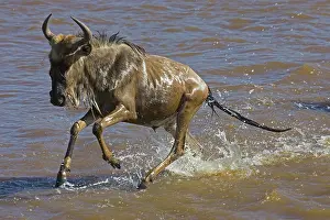 Florissa: Blue Wildebeest (Connochaetes taurinus)