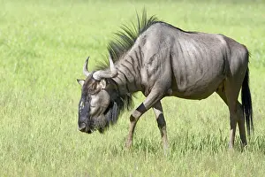Hartebeest: Blue wildebeest (Connochaetes taurinus), adult female