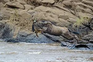 Taurinus: Blue wildebeest (Connochaetes taurinus), white bearded