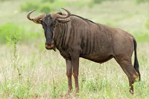 Wildebeests: Blue Wildebeest, (Connochaetes taurinus), adult