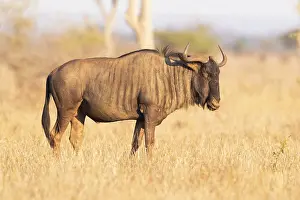 Wildebeests: Blue Wildebeest, (Connochaetes taurinus), adult
