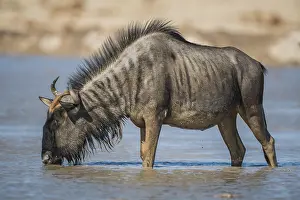 Thirst: Blue wildebeest (Connochaetes taurinus) drinking