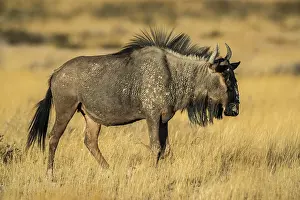 Hartebeest: Blue wildebeest (Connochaetes taurinus) in evening