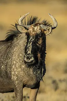 Hartebeest: Blue wildebeest (Connochaetes taurinus) in evening