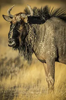 Hartebeest: Blue wildebeest (Connochaetes taurinus) in evening