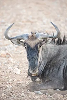 Hoofed: Blue Wildebeest (Connochaetes taurinus) male ly
