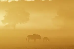Taurinus: Blue Wildebeest. Cow with calf in the early morning