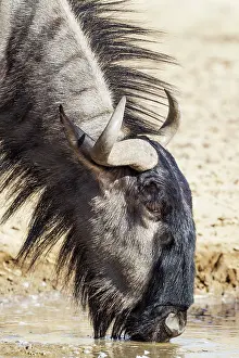 Taurinus: Blue Wildebeest. Drinking at a waterhole. Kalahari