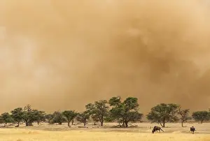 Wildebeests: Blue Wildebeest - at the edge of a sandstorm in