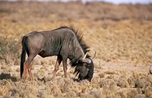 Taurinus: Blue WILDEBEEST - grazing on grass stumps