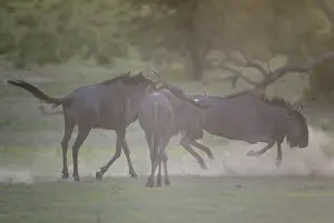 Trouble: Blue Wildebeest - having trouble at dawn - during