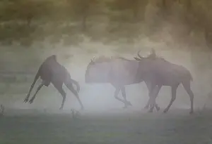 Trouble: Blue Wildebeest - having trouble at dawn - during