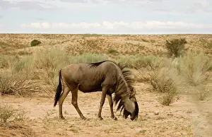 Whilst: Blue Wildebeest - Side profile whilst feeding