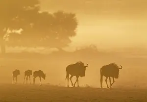 Taurinus: Blue Wildebeest. Roaming with calves in the early