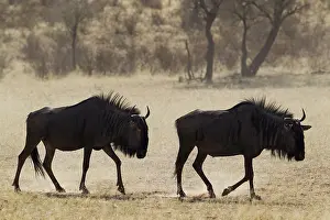 Wildebeests: Blue Wildebeest - roaming in the dry riverbed of
