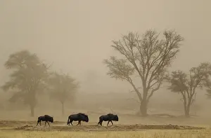 Wildebeests: Blue Wildebeest - roaming in a sandstorm in the