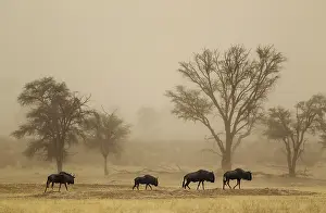 Wildebeests: Blue Wildebeest - roaming in a sandstorm in the