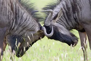 Wildebeests: Blue wildebeests (Connochaetes taurinus), two adult