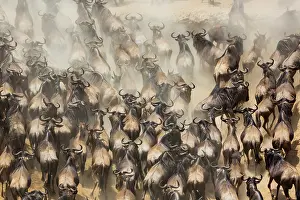Wildebeests: Blue Wildebeests (Connochaetes taurinus) migration