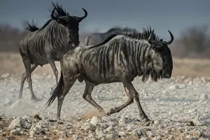 Taurinus: Blue wildebeests (Connochaetes taurinus) running