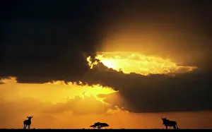 Wildebeests: Blue Wildebeests at dusk