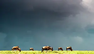 Wildebeests: Blue Wildebeests grazing