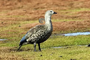 Cyanopterus: Blue-winged Goose