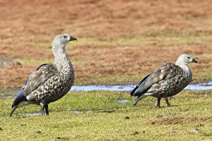 Cyanopterus: Blue-winged Goose