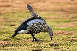 Cyanopterus: Blue-winged Goose
