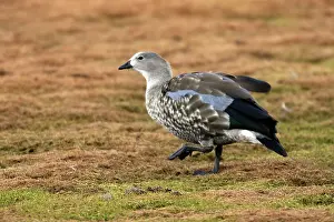 Cyanopterus: Blue-winged Goose