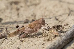 Caerulescens: Blue-winged Grasshopper
