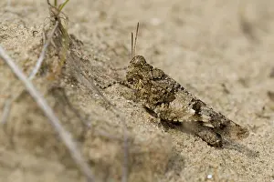 Caerulescens: Blue-winged Grasshopper