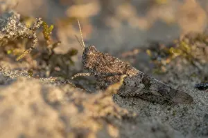 Caerulescens: Blue-winged Grasshopper