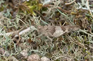 Caerulescens: Blue-winged Grasshopper