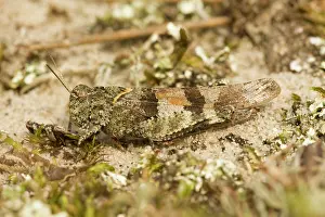 Caerulescens: Blue-winged Grasshopper