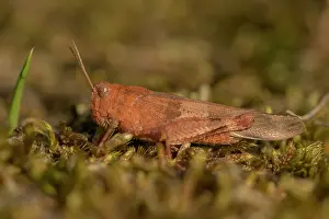Caerulescens: Blue-winged Grasshopper