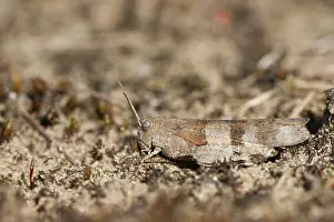 Caerulescens: Blue-winged Grasshopper