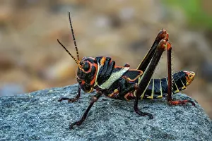 Grasshoppers: Blue-winged Grasshopper, nymph, juvenile, Guajira
