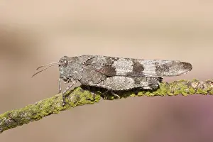 Caerulescens: Blue-winged Grasshopper (Oedipoda caerulescens)