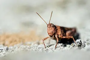 Caerulescens: Blue-winged grasshopper (Oedipoda caerulescens)