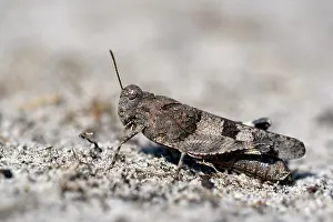 Caerulescens: Blue-winged grasshopper (Oedipoda caerulescens)